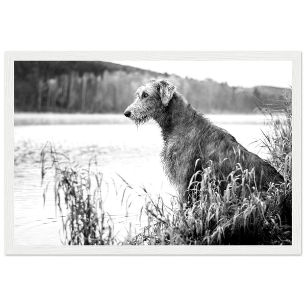 Stunning framed print featuring an Irish Wolfhound, capturing its noble stature & strength. A timeless addition celebrating Ireland's rich heritage & the beauty of these iconic dogs.