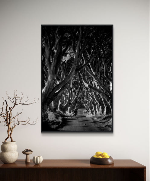 Dark Hedges framed wall art: A captivating photograph of interlocking beech trees forming a natural tunnel, evoking a hauntingly beautiful atmosphere.