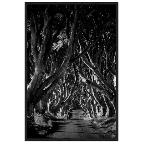 Dark Hedges framed wall art: Enchanting avenue of beech trees forming a natural tunnel, evoking a captivating and mysterious atmosphere