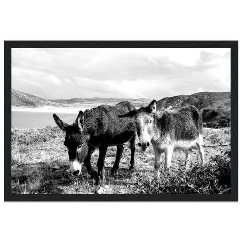 Black and white photographic print featuring graceful Donegal Donkeys against scenic Irish landscape, evoking rustic charm and tranquility.