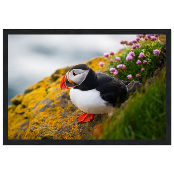 Puffin framed wall art print: Vibrant illustration of a puffin against Irish coastal backdrop, showcasing its colorful beak. Perfect décor for nature enthusiasts. Conservation-themed.