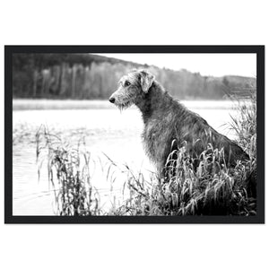 Stunning framed print featuring an Irish Wolfhound, capturing its noble stature & strength. A timeless addition celebrating Ireland's rich heritage & the beauty of these iconic dogs.